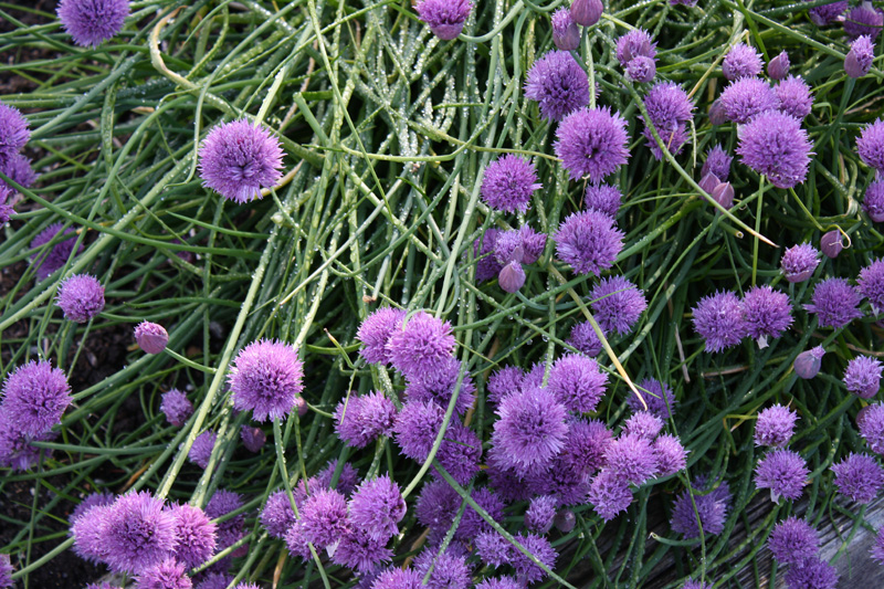 معرفی و راهنمای پرورش سیفی جات - پیازچه برگی